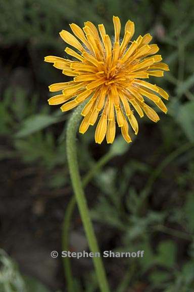 agoseris aurantiaca var aurantiaca 2 graphic